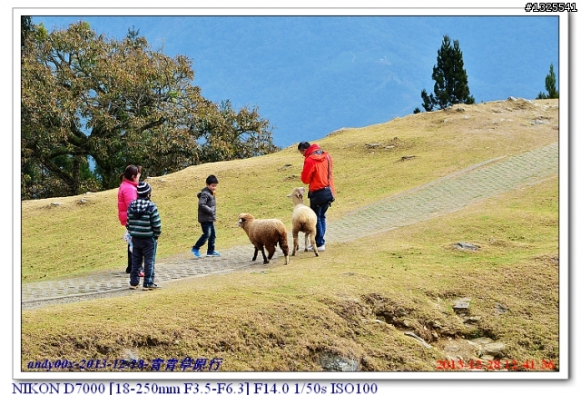 青青草原綿羊秀