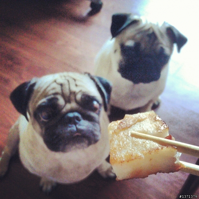因為牠們我現在很幸福。 巴哥犬 Cash & Pork