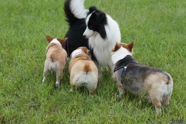 請問適合柯基的飼料 Mobile01
