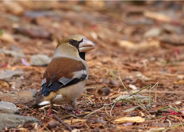 臘嘴鳥(悟桐鳥)價格和飼養????