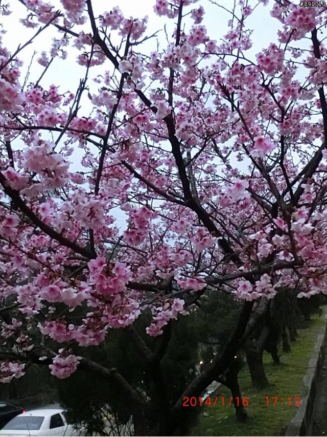 1/26烏來老街及花園新城櫻花