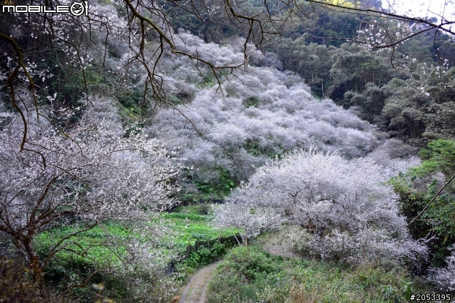 牛稠坑柳家梅園賞梅祕境
