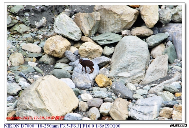 中橫慈母橋發現飛禽走獸
