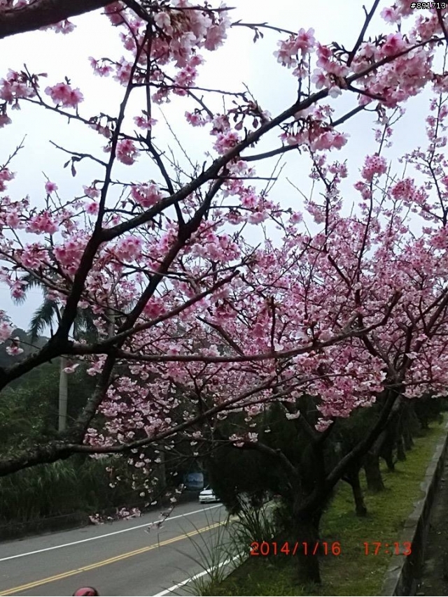 1/26烏來老街及花園新城櫻花