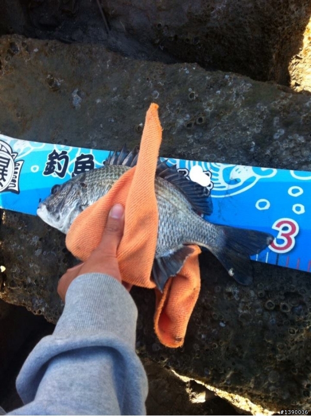 最近沒釣路亞  瘋前打