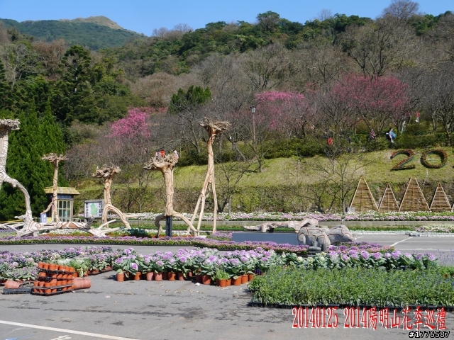 20140125  平菁街42巷陽明山賞櫻之旅