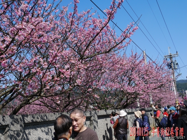 20140125  平菁街42巷陽明山賞櫻之旅