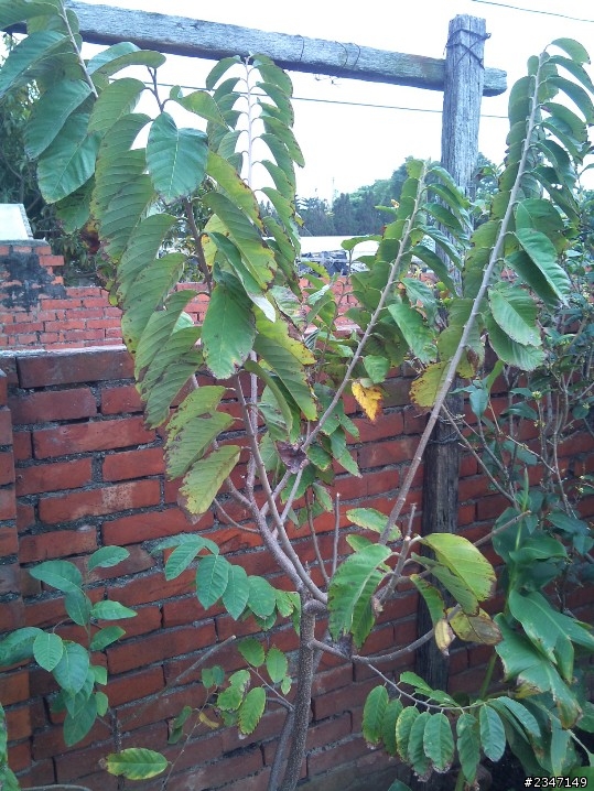 請教一下植物名稱