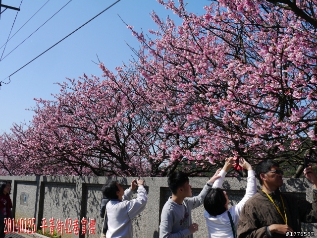 20140125  平菁街42巷陽明山賞櫻之旅