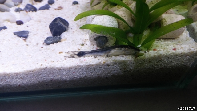 我的小精靈怎麼了?