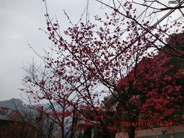 1/26烏來老街及花園新城櫻花
