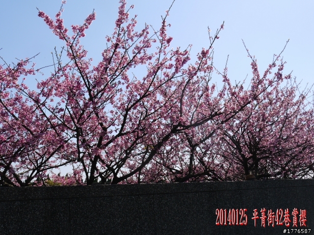 20140125  平菁街42巷陽明山賞櫻之旅