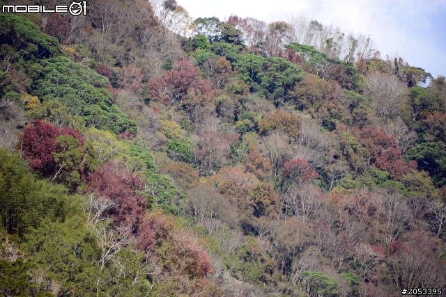 牛稠坑柳家梅園賞梅祕境