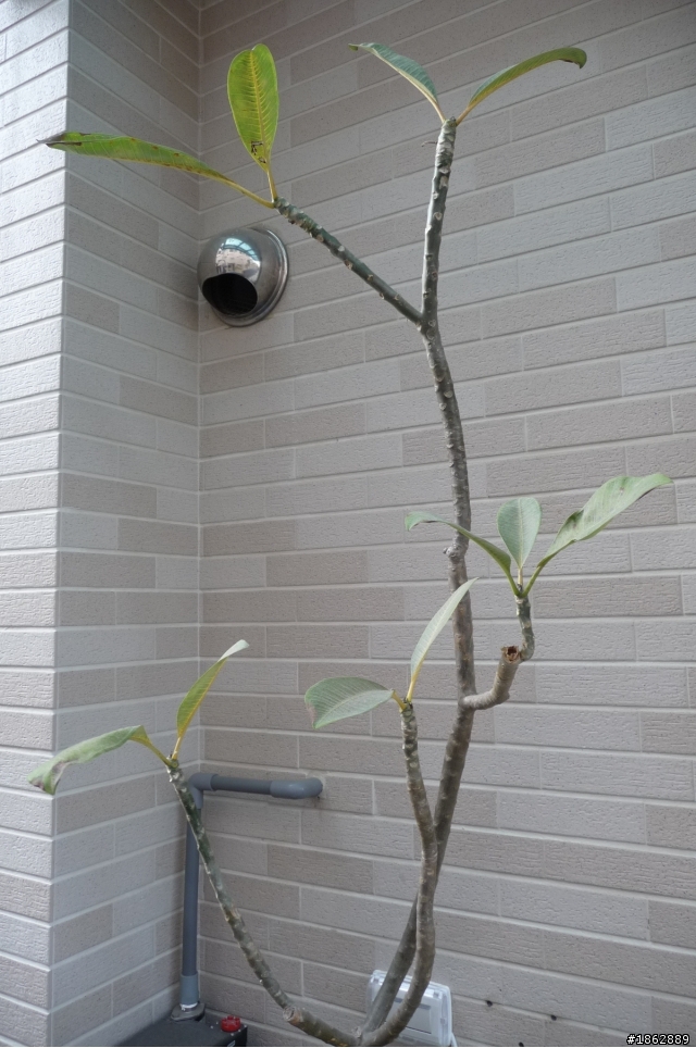 【求救文】想請教室外植物達人，關於家裡外牆的這些植物是什麼?該怎麼照顧呢?懇請指點!