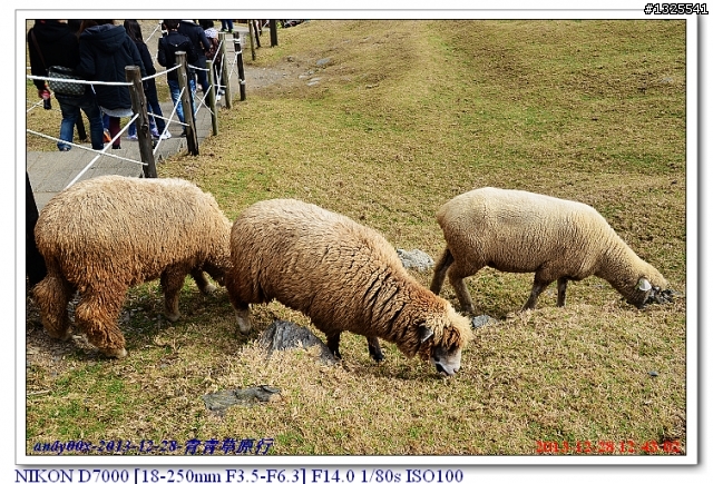 青青草原綿羊秀