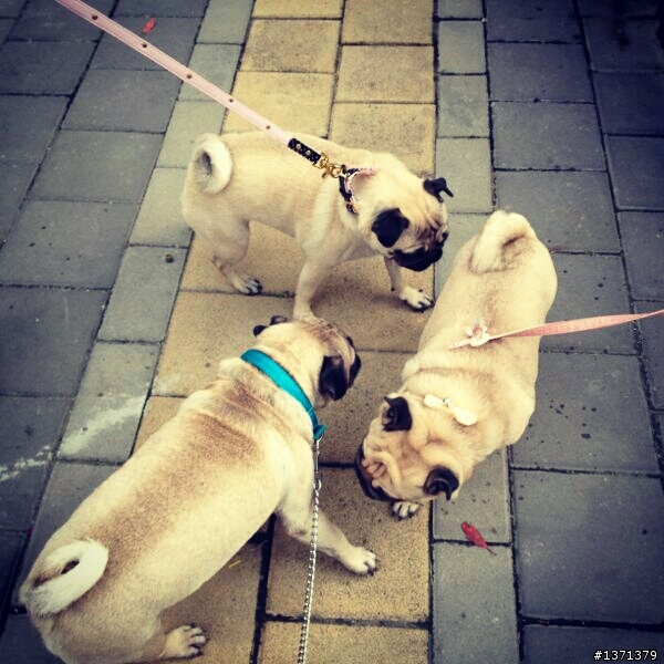 因為牠們我現在很幸福。 巴哥犬 Cash & Pork
