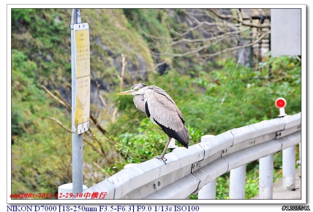 中橫慈母橋發現飛禽走獸