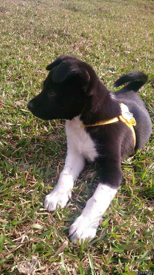 台北車站送養-米克斯女生