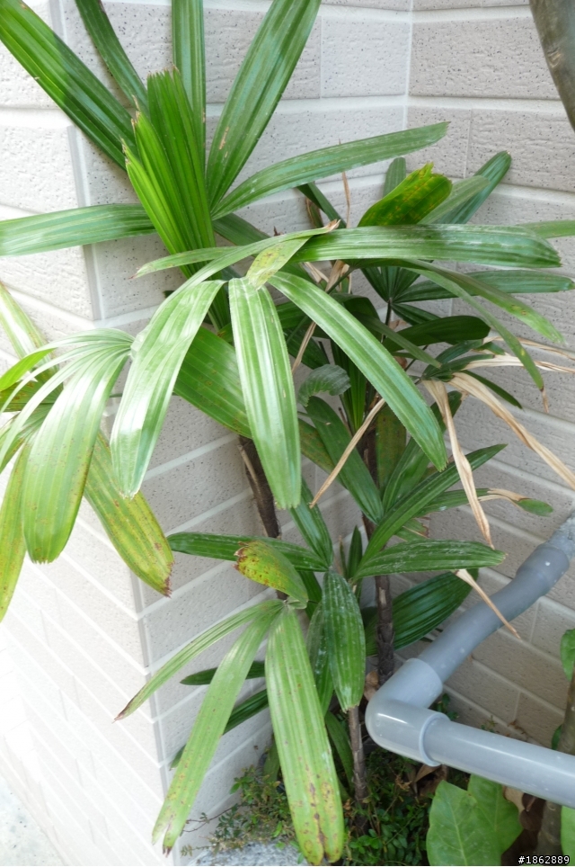 【求救文】想請教室外植物達人，關於家裡外牆的這些植物是什麼?該怎麼照顧呢?懇請指點!