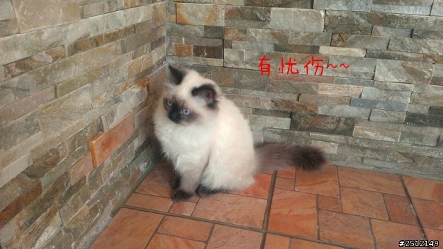 貓咪~~天生的演員