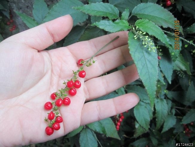 [ 已得解答 ] 這個植物的名字是珊瑚紅。