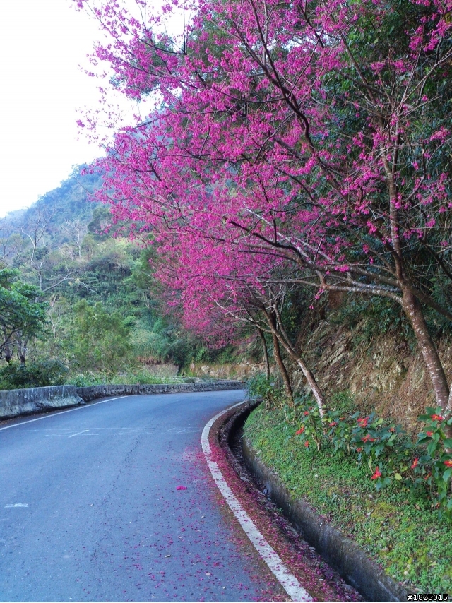 緋櫻。霧台 (14P)