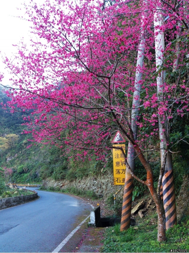 緋櫻。霧台 (14P)