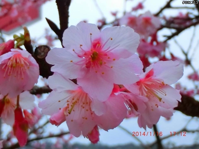 1/26烏來老街及花園新城櫻花