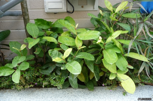 【求救文】想請教室外植物達人，關於家裡外牆的這些植物是什麼?該怎麼照顧呢?懇請指點!