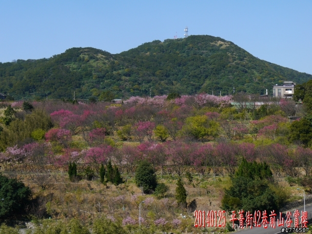 20140125  平菁街42巷陽明山賞櫻之旅