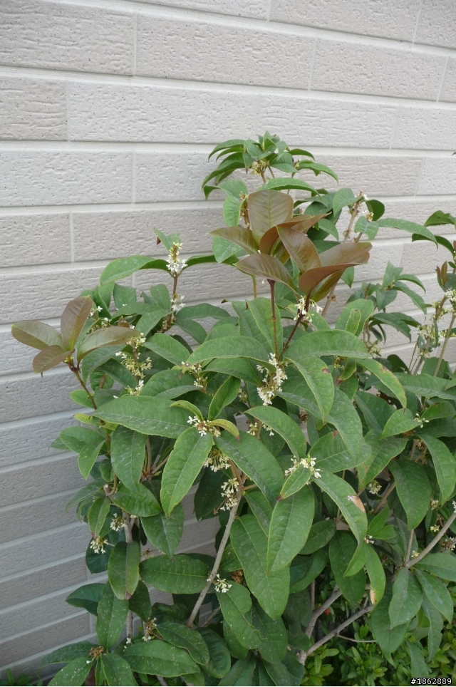 【求救文】想請教室外植物達人，關於家裡外牆的這些植物是什麼?該怎麼照顧呢?懇請指點!