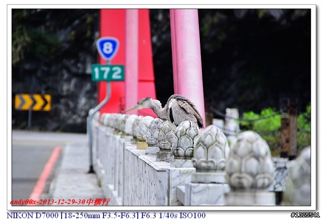 中橫慈母橋發現飛禽走獸