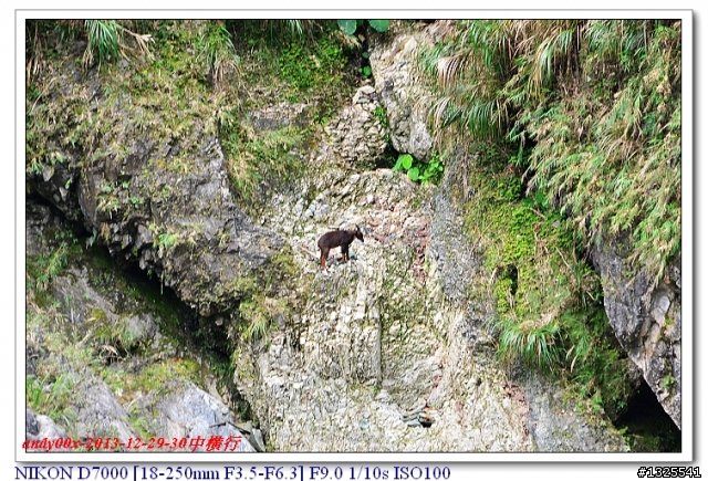 中橫慈母橋發現飛禽走獸