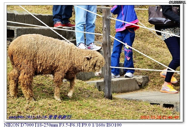 青青草原綿羊秀