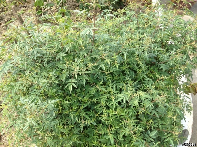 請教大大 這是什麼植物