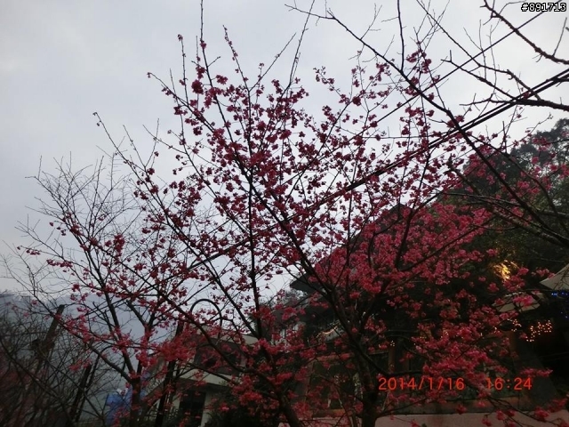 1/26烏來老街及花園新城櫻花
