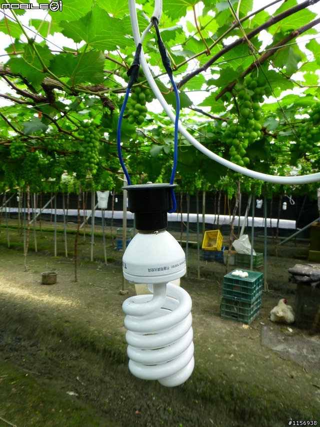 田尾公路花園的燈火頭