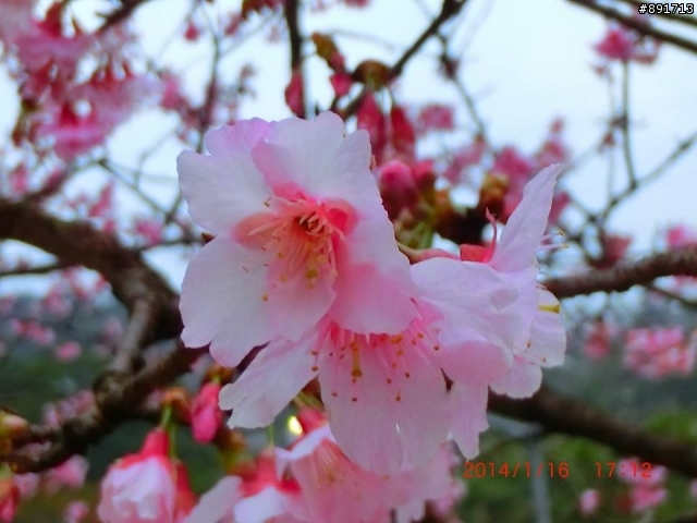 1/26烏來老街及花園新城櫻花