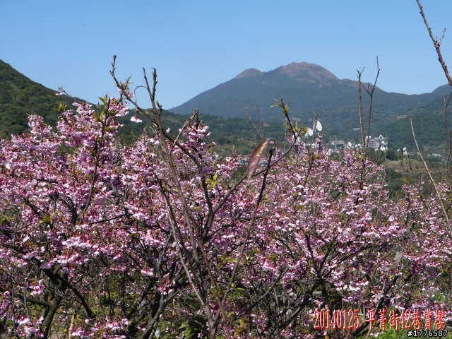 20140125  平菁街42巷陽明山賞櫻之旅