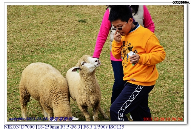 青青草原綿羊秀