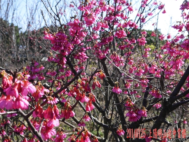 20140125  平菁街42巷陽明山賞櫻之旅