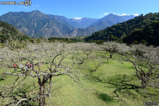 牛稠坑柳家梅園賞梅祕境