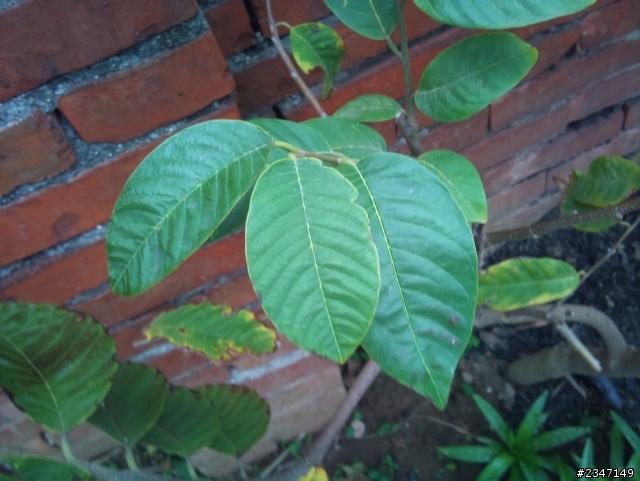 請教一下植物名稱
