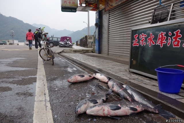 2014年首發團，Masi欣騎天之石門水庫好楓景，