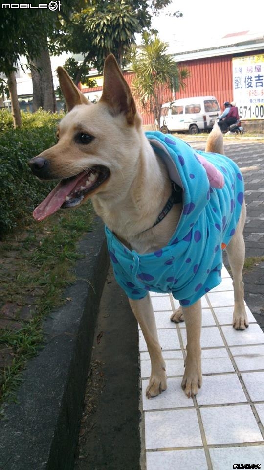 [協尋]求求台南人幫忙協尋台南黃金海岸失蹤的米克斯犬