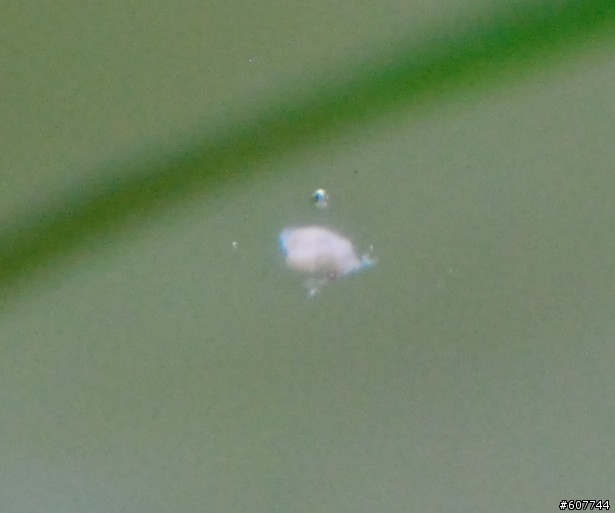 請問魚缸內白白的是水黴嗎??