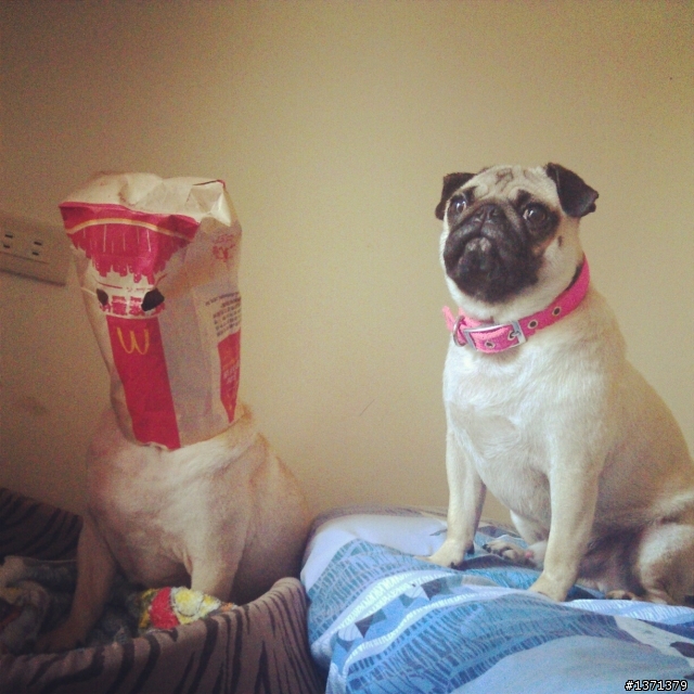 因為牠們我現在很幸福。 巴哥犬 Cash & Pork