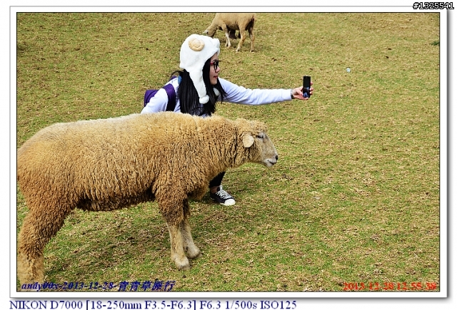 青青草原綿羊秀
