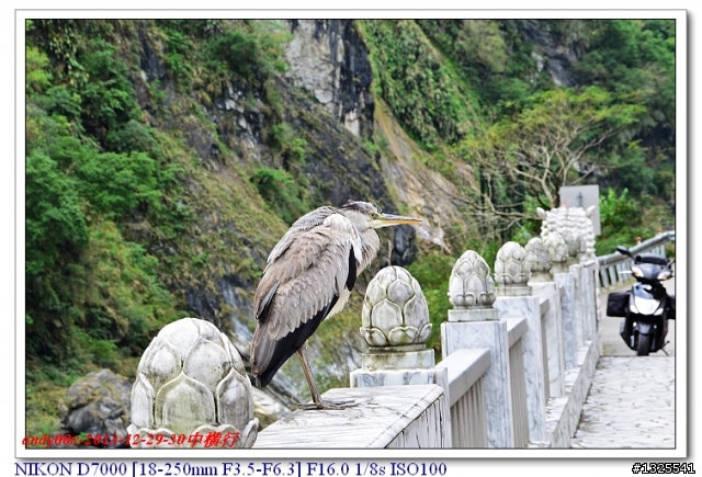 中橫慈母橋發現飛禽走獸