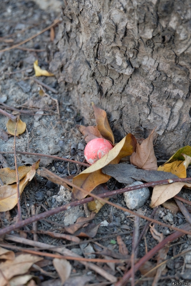 FUJIFILM X-M1 生活隨拍